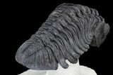 Large, Pedinopariops Trilobite - Flying Preparation #114579-4